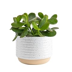 Costa farms succulent for sale  Delivered anywhere in USA 