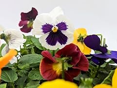 Pack pansies plants for sale  Delivered anywhere in UK