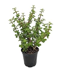 Mini jade plant for sale  Delivered anywhere in USA 