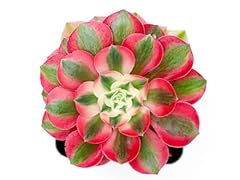 Aeonium pink witch for sale  Delivered anywhere in USA 
