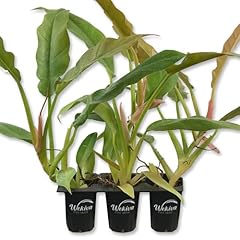 Philodendron ring fire for sale  Delivered anywhere in USA 