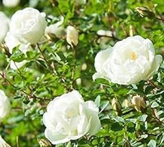 Rose bush white for sale  Delivered anywhere in UK