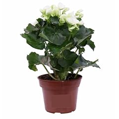 Begonia bianca fiorita usato  Spedito ovunque in Italia 