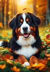 Bernese mountain dog for sale  Delivered anywhere in USA 