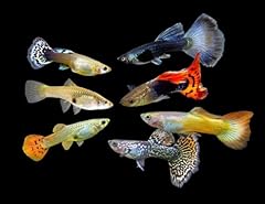 Swimming creatures assorted for sale  Delivered anywhere in USA 