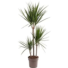 Dragon tree large for sale  Delivered anywhere in UK