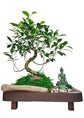 Bonsai ficus retusa usato  Spedito ovunque in Italia 