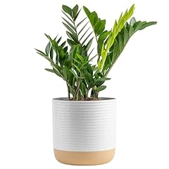 Costa farms plant for sale  Delivered anywhere in USA 