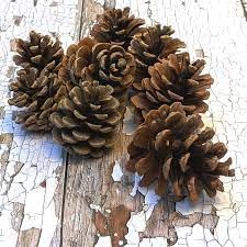 Natural pine cones for sale  Delivered anywhere in UK