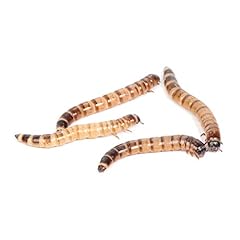 Morio worms 50mm for sale  Delivered anywhere in UK