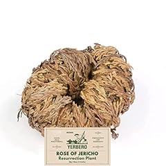 Yerbero jumbo rose for sale  Delivered anywhere in USA 