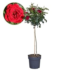 Plant box rosa gebraucht kaufen  Wird an jeden Ort in Deutschland