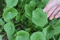 5000 miner lettuce for sale  Delivered anywhere in USA 