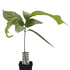 árbol cacao theobroma usato  Spedito ovunque in Italia 