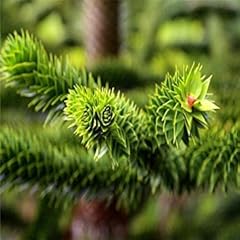 Primavera araucaria semi d'occasion  Livré partout en France