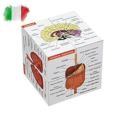 Cubo studio anatomia usato  Spedito ovunque in Italia 
