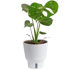 Costa farms live for sale  Delivered anywhere in USA 