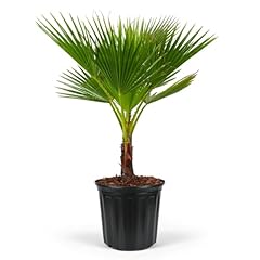 Washington palm mexican for sale  Delivered anywhere in USA 