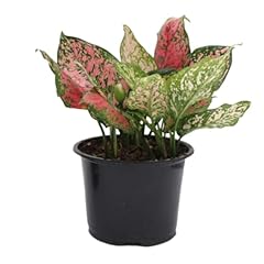 American plant aglaonema for sale  Delivered anywhere in USA 