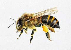 Honey bee insect for sale  Delivered anywhere in UK