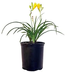 Hemerocallis stella oro for sale  Delivered anywhere in USA 