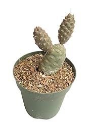Uskc live cactus for sale  Delivered anywhere in USA 