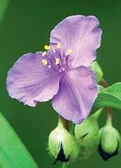 Ohio spiderwort seed for sale  Delivered anywhere in USA 