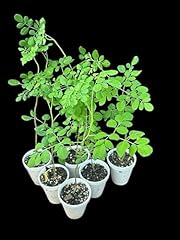 Generic moringa starter for sale  Delivered anywhere in USA 