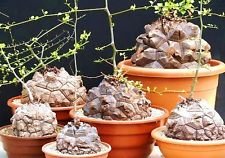 Dioscorea elephantipes rari usato  Spedito ovunque in Italia 