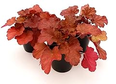 Powers flowers heuchera usato  Spedito ovunque in Italia 