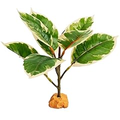 Woyrise reptile plants for sale  Delivered anywhere in USA 
