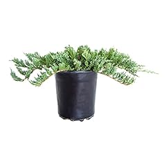 Plants blue rug for sale  Delivered anywhere in USA 