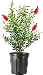 Red bottlebrush tree for sale  Delivered anywhere in USA 
