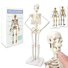 Mini mensch skelett gebraucht kaufen  Wird an jeden Ort in Deutschland