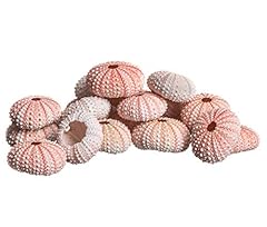 Sea urchin pink for sale  Delivered anywhere in USA 