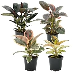 Ficus tree four for sale  Delivered anywhere in USA 