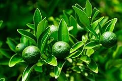 Dwarf lime tree for sale  Delivered anywhere in USA 