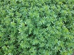 Alfalfa seed 5lb for sale  Delivered anywhere in USA 