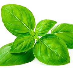 Herb plants basil for sale  Delivered anywhere in UK