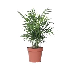 Plant box palma usato  Spedito ovunque in Italia 