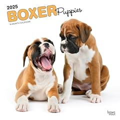 Boxer puppies 2025 for sale  Delivered anywhere in USA 