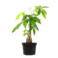 Money tree plant for sale  Delivered anywhere in USA 