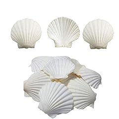 Sinkoo scallop shells for sale  Delivered anywhere in USA 