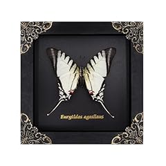 Agaoece swallowtail butterfly for sale  Delivered anywhere in UK