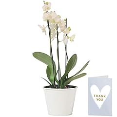 White phalaenopsis orchid for sale  Delivered anywhere in UK