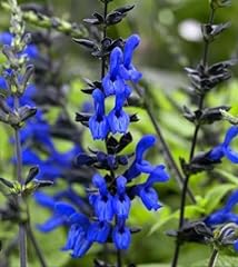 Black blue salvia for sale  Delivered anywhere in USA 
