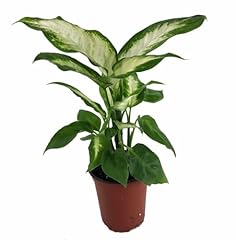 Camille dieffenbachia 3.5 for sale  Delivered anywhere in USA 