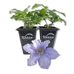 Clematis blue angel for sale  Delivered anywhere in USA 