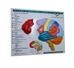 Brain model puzzle for sale  Delivered anywhere in UK