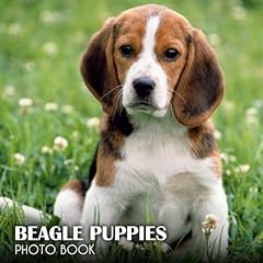 Beagle puppies photo for sale  Delivered anywhere in USA 